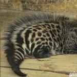 African civet is a mammal from the civet family.
