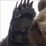 Снимка, описание Видове мечки за деца