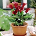 Calla flowers: care and propagation