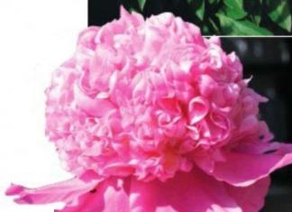 Peony jam.  Domestic peonies.  A history of defeats and victories.  Peony variety 