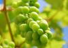 Засаждане на грозде в Башкирия през пролетта, грижи и подрязване