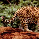 The difference between a jaguar and a leopard What is the difference between a leopard