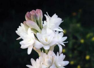 Цветок «Тубероза» (Полиантес): фото, посадка и уход в открытом грунте