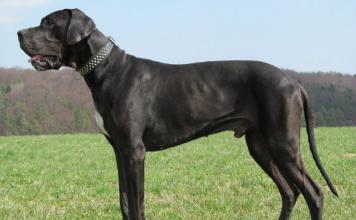 Great Dane - characteristics of the breed